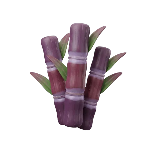 Sugar Cane